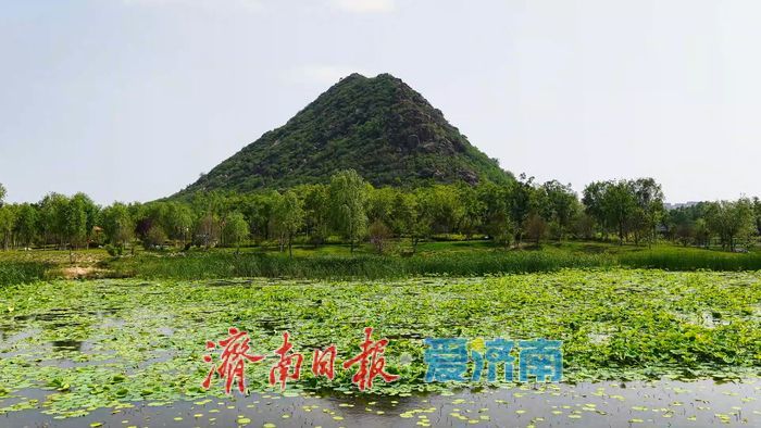 一年四季 泉在济南丨碧波映翠夏意浓！华山历史文化湿地公园“绿境”醉游人