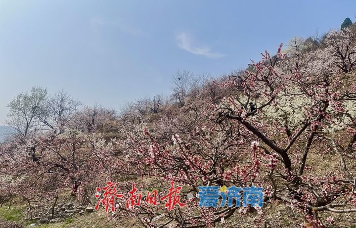 济南南部山区杏花进入盛花期 古村花海醉游人