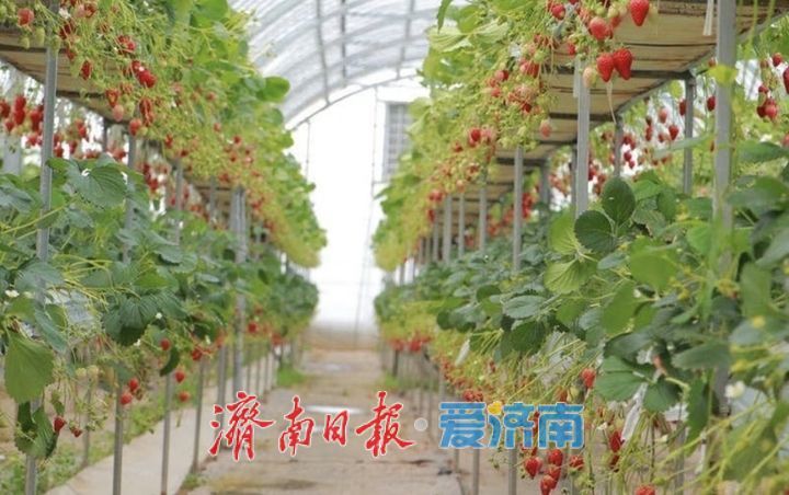 趵眼丨从“固本”到“提质”，乡村振兴这样进阶