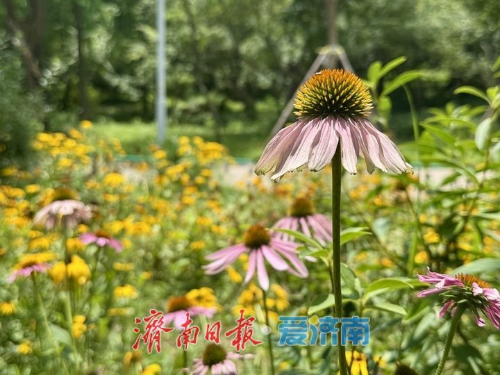 泉城公园夏花盛放 尽显泉城夏日风情