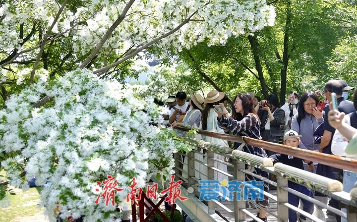 泉城公园流苏花开如雪 游客争相打卡“四月雪”