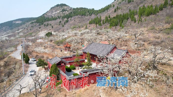 一年四季 “泉”在济南丨千亩梨花白胜雪 踏春赏花正当时