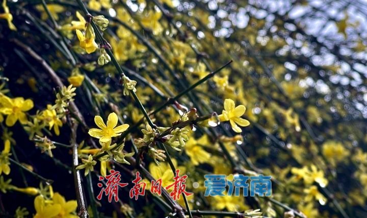 济南春雨降温迎春花俏 未来将有雨雪天气