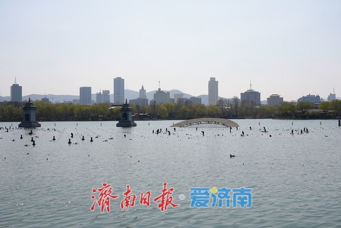 一年四季 泉在济南丨大明湖春色满园 游人踏青享春光