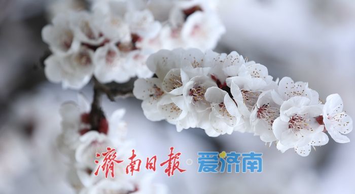 速来打卡，万象城旁杏花开啦