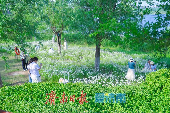 华山湖公园大滨菊盛放 解锁初夏限定浪漫