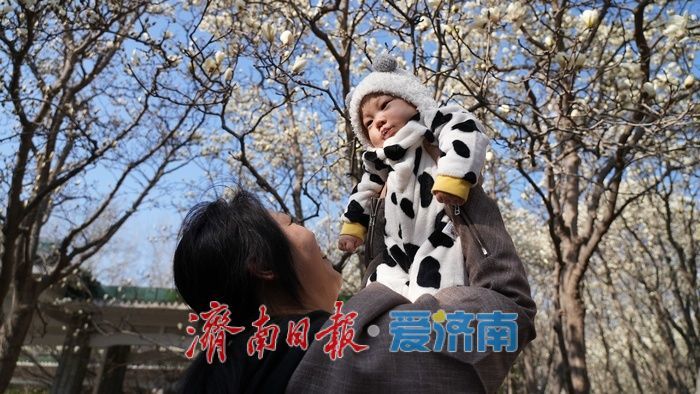 玉兰花再次凭实力出圈，“花” 式打卡等你赴约