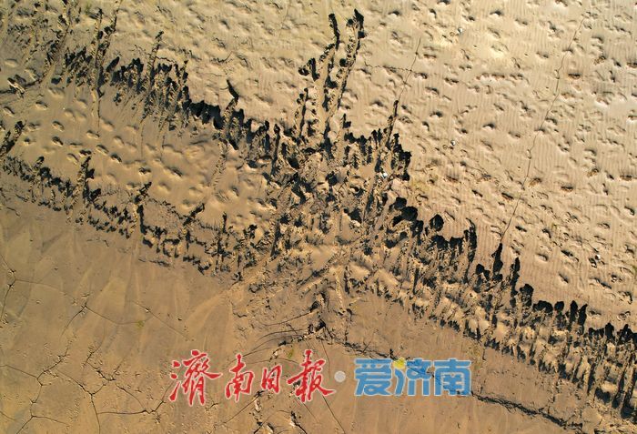 黄河济南段河床现自然 “树影” 奇观