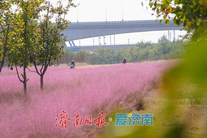 济南黄河北岸粉黛乱子草盛放 生态廊道铺展浪漫“粉色花海”