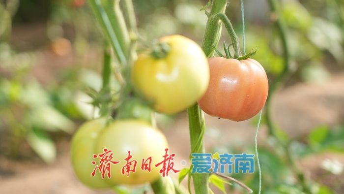 果香四溢 “丰”景宜人，济南这处温室大棚进入收获季