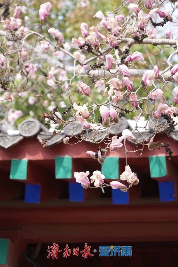 寒潮已过，趵突泉畔玉兰花静待盛放