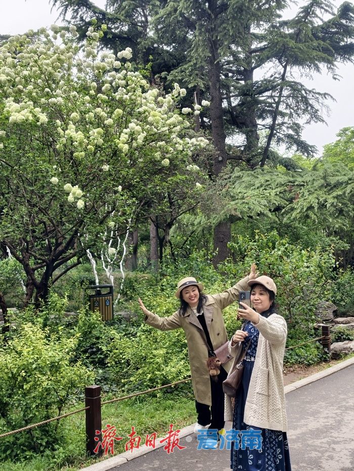 暮春时节，百花公园木本绣球清雅绽放