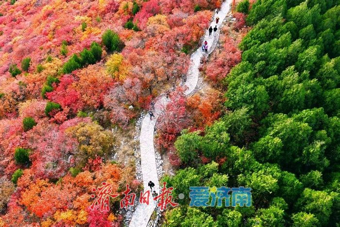 红绿交错平分秋色 济南蝎子山“鸳鸯火锅”景如画