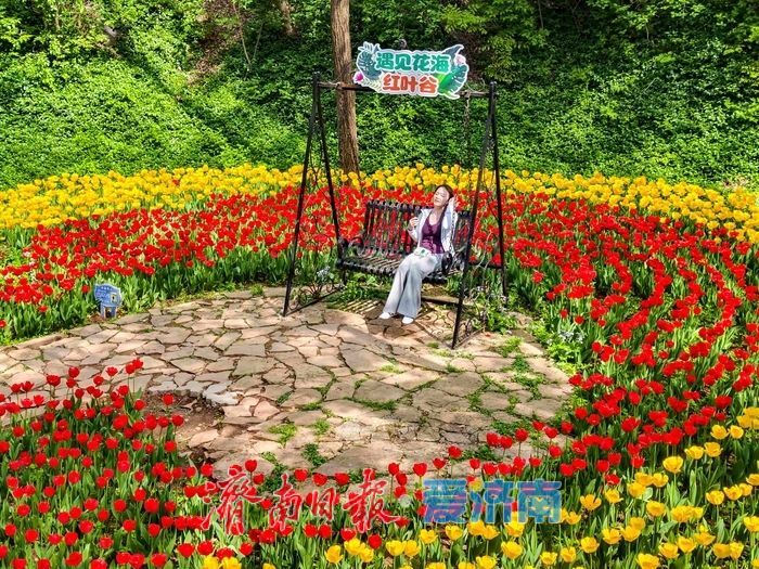 一年四季 泉在济南丨红叶谷百万郁金香盛放，点亮泉城春日盛景