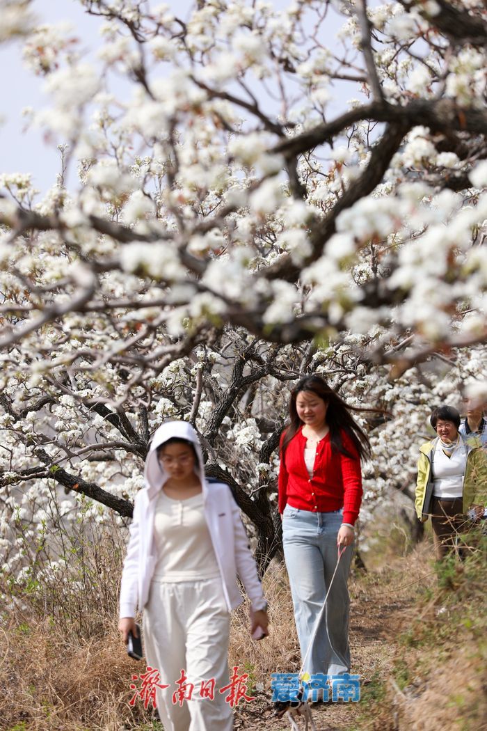 一年四季 “泉”在济南丨千亩梨花白胜雪 踏春赏花正当时