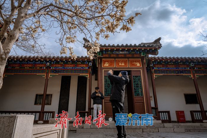 济南趵突泉万竹园：玉兰盛放映古建 春色满园醉游人