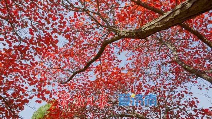 一年四季 泉在济南丨红叶初染 走进红叶谷遇见秋日限定浪漫！