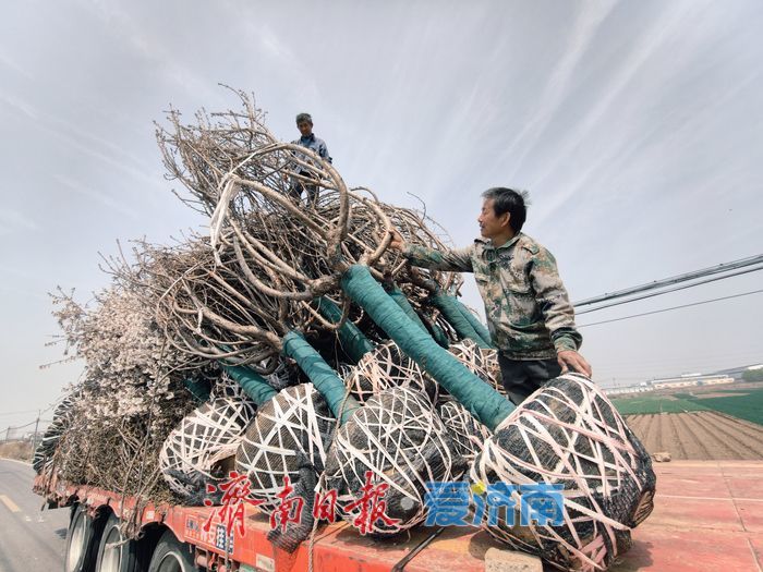 樱花苗木成 “摇钱树” 村民增收有新路