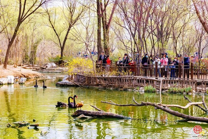 济南野生动物世界“动物森林植树体验季” 即将启幕，邀你共赴春日之约