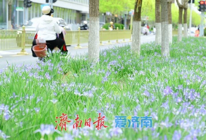 一年四季 泉在济南丨济南中央商务区绘就春日画卷