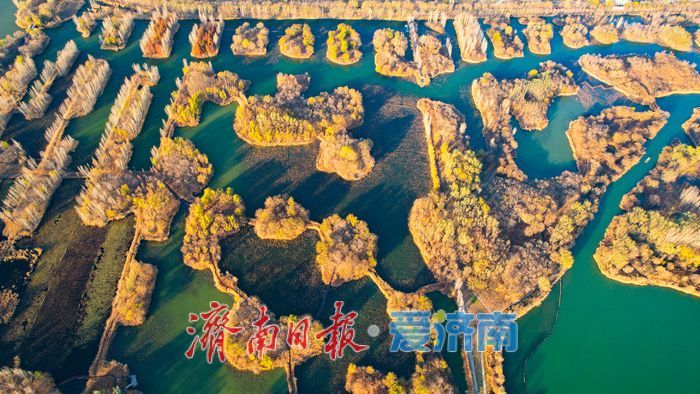 芦花纷飞裹碧湖 初冬湿地美如画——济西国家湿地公园诗意灵动