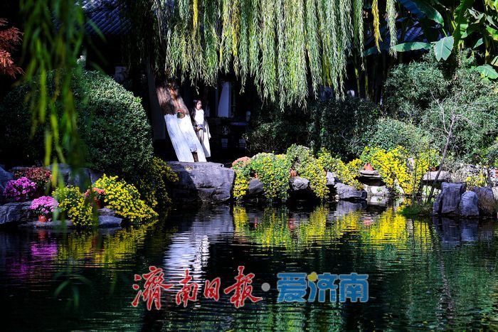 一年四季 泉在济南丨菊韵映泉 趵突泉初冬景致引客来