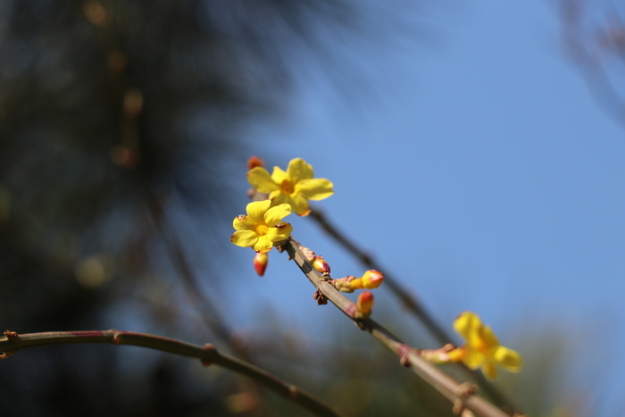 沉浸式感受济南这座城的春天