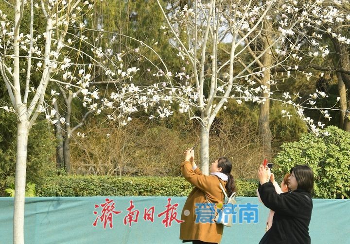 皎皎玉兰花，望春展笑颜