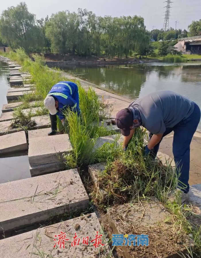 端午赏荷好去处！300亩荷花盛放绣源河