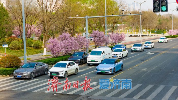 泉城春浓 花满西城—济南西客站片区繁花盛放醉游人