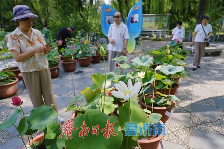 赏荷寻雅趣 市民打卡荷花文化雅集