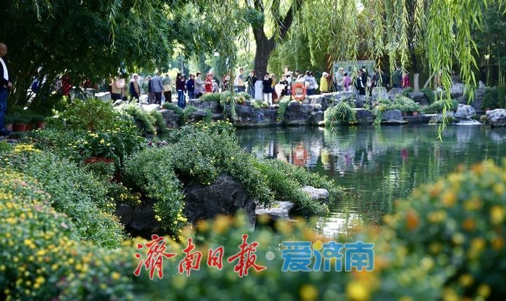 一年四季 泉在济南丨趵突泉菊展抢先看，打卡“不做菊外人”