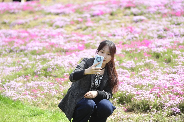 “泉”在济南过五一｜济南最大福禄考花海清明假期人气爆棚