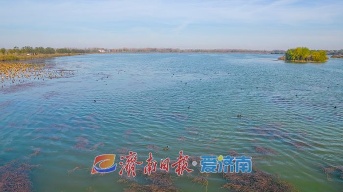 罕见！章丘白云湖首次迎来白化白骨顶