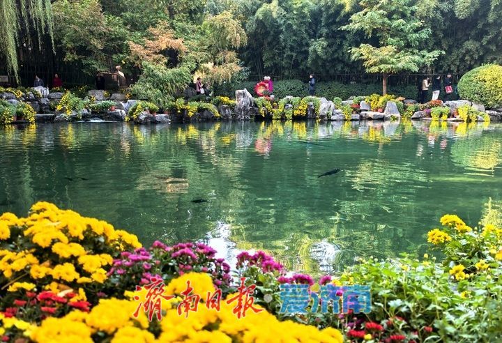 花海模式已开启，趵突泉菊展最佳观赏期来了！