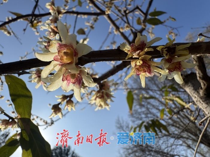 寒冬暗香溢泉城 泉城公园蜡梅迎冬绽放