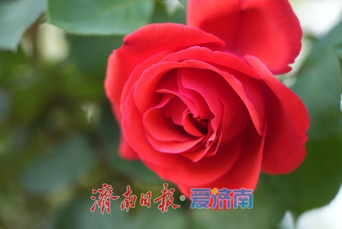 各色月季悄然绽放 勾勒春日缤纷画卷