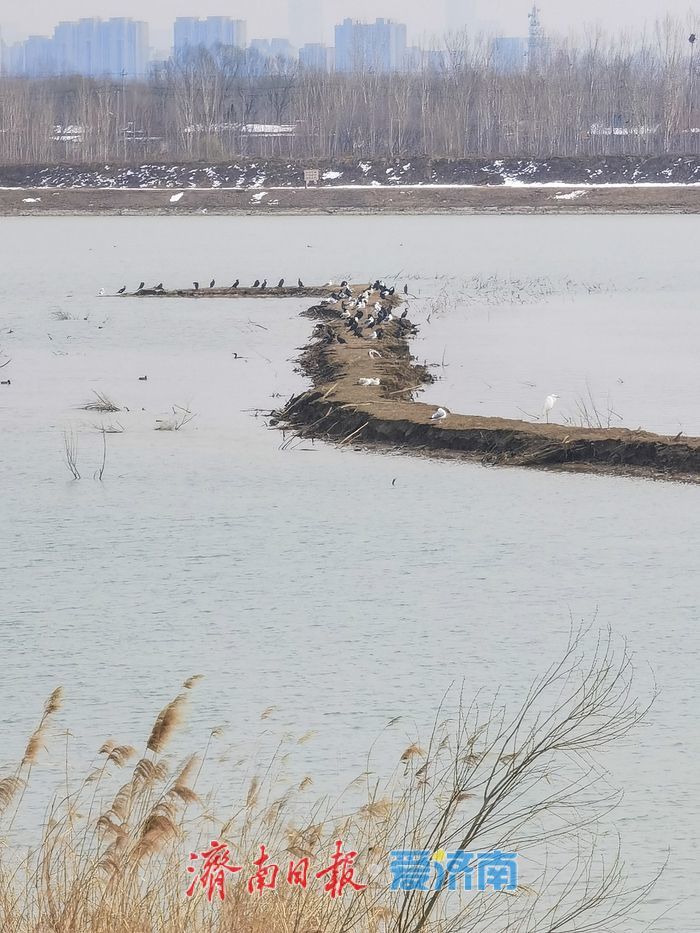 泉城春意浓，水鸟 “绘春图”