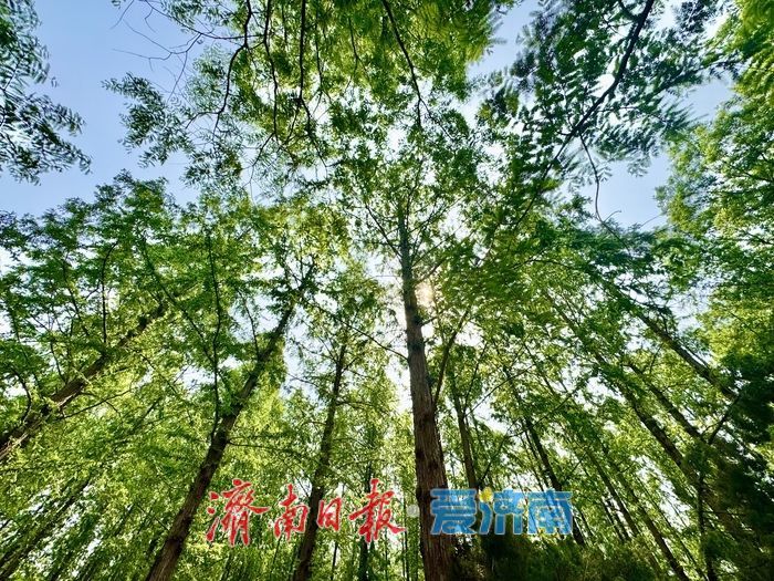 一年四季 泉在济南丨泉城公园水杉林 初夏演绎“绿野仙踪”