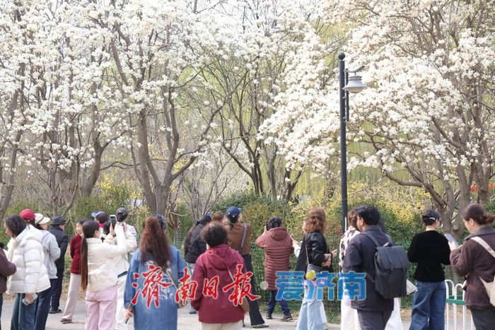 玉兰花开春意浓