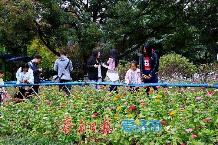 邂逅百日菊花海 解锁泉城晚秋浪漫