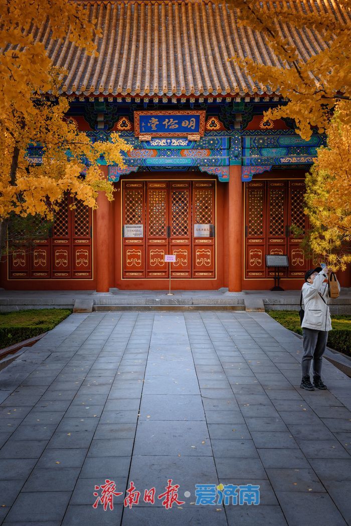 银杏金黄映红墙，济南府学文庙尽显秋韵