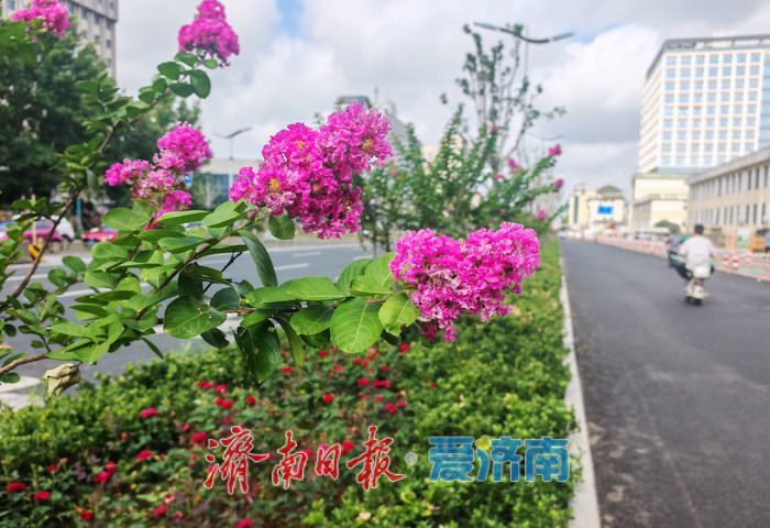 紫薇花开，邂逅夏日浪漫