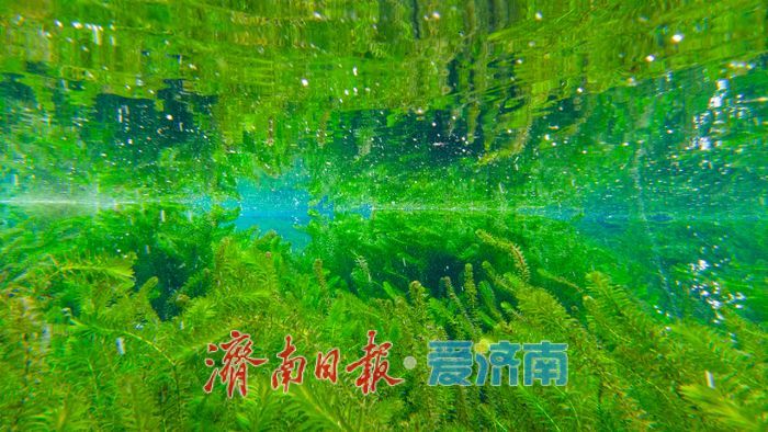 一年四季 泉在济南丨直击五龙潭水下秘境！泉眼“开锅”涌珠 胖鲤嬉戏“水底森林”