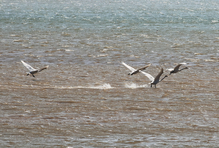 天鹅起舞闹新春 市民观鸟度假日