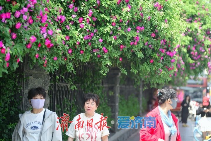 泉畔最美蔷薇“花墙”浪漫绽放