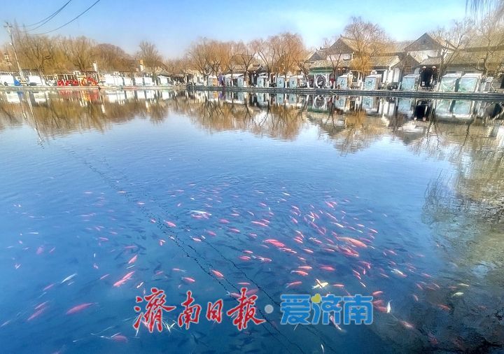 腊月将至百花洲，翰墨彩灯引客来