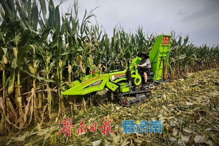 玉米抢收正当时 济南田间处处丰收忙