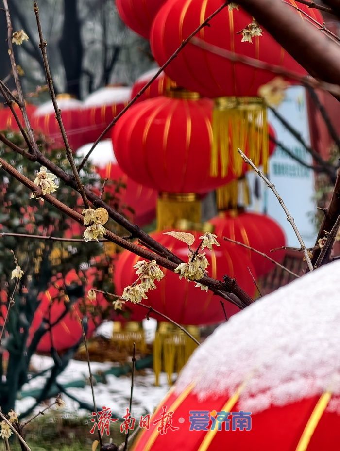一年四季 泉在济南丨雪后蜡梅，藏在济南的春日浪漫