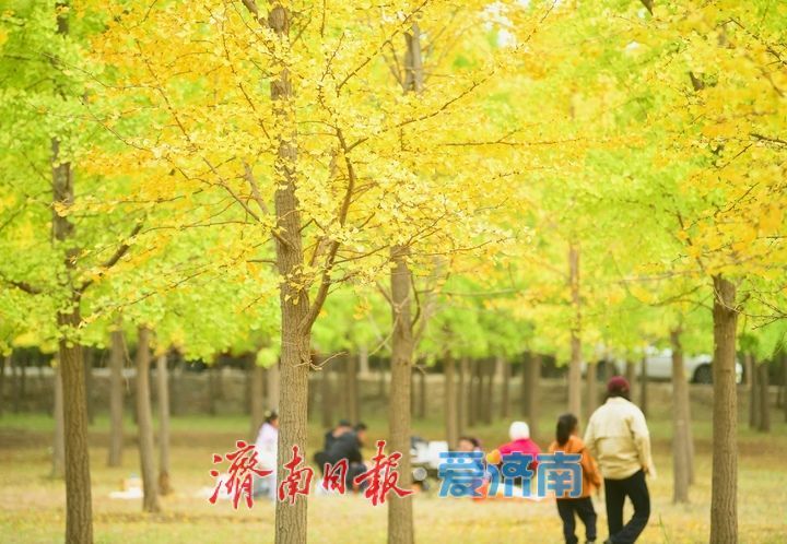 一年四季 泉在济南丨低温来袭“含金量”渐高，济南黄河畔“银杏长廊”将迎来最佳观赏期